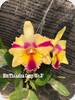 Rlc. Thaksina Candy No.2